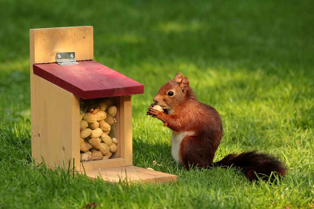 How To Protect Your Gardens From Squirrels